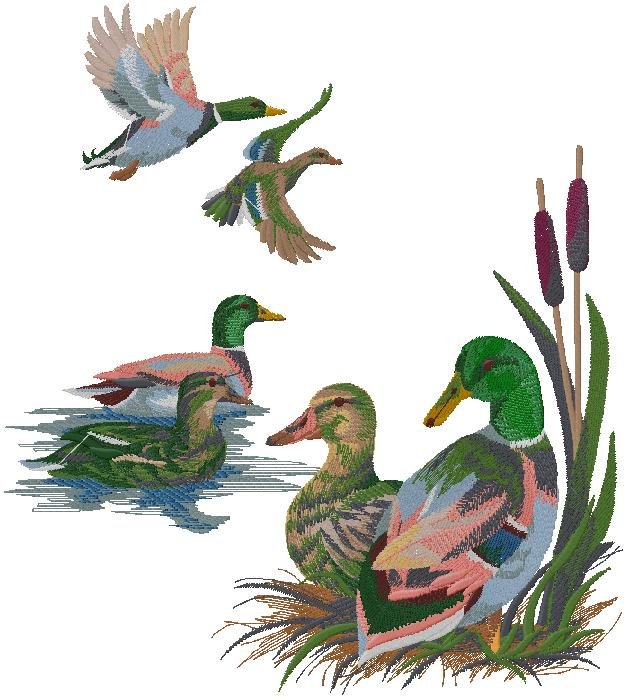 Wild Mallard Ducks Embroidery Design Set