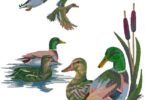 Wild Mallard Ducks Embroidery Design Set